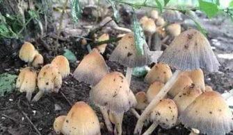 蘑菇视频吃瓜爆料网最新版,揭秘娱乐圈惊天大瓜! 第2张 蘑菇视频吃瓜爆料网最新版,揭秘娱乐圈惊天大瓜! 第2张